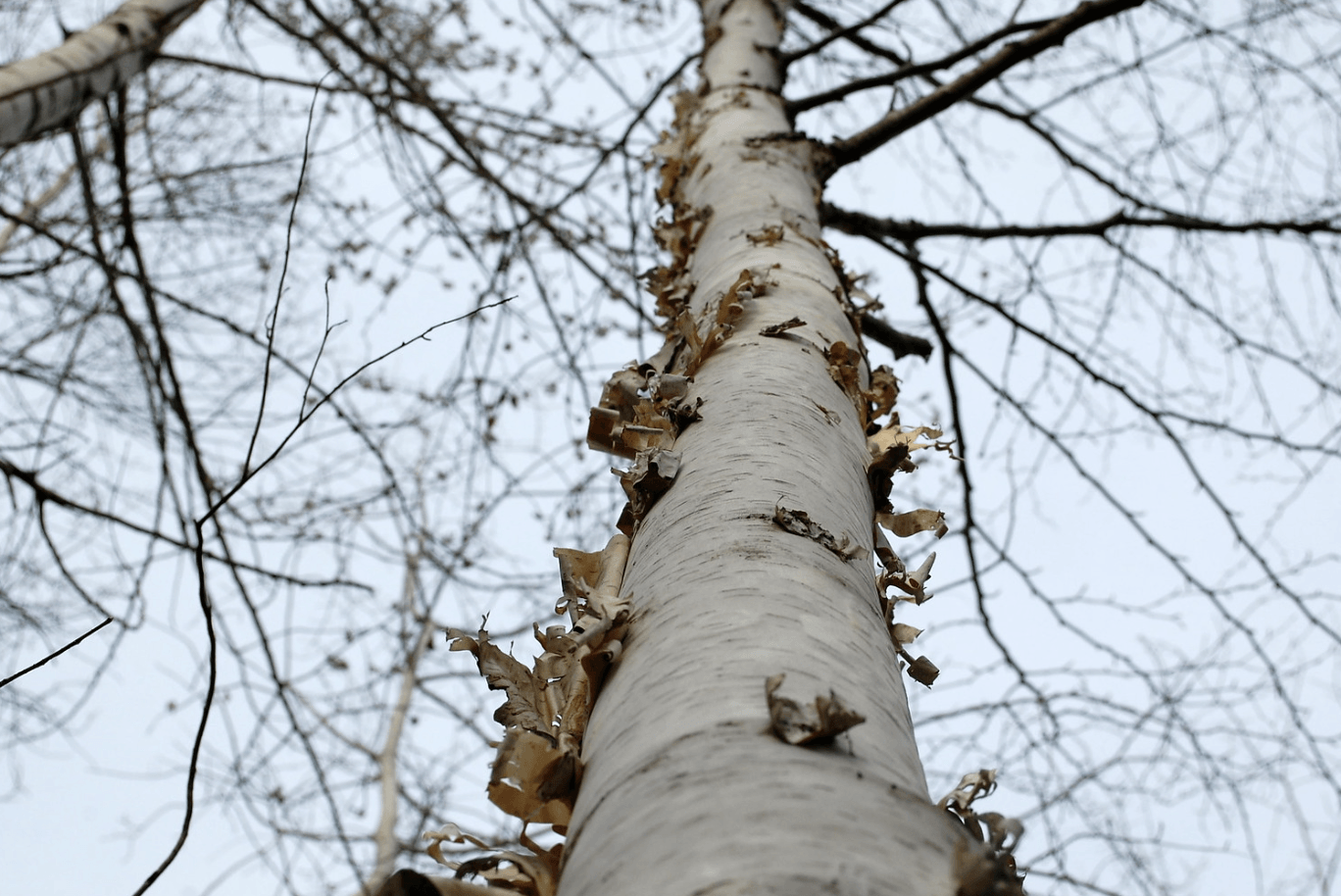 8 Best Birch Trees In Maine (To Plant Or Appreciate)