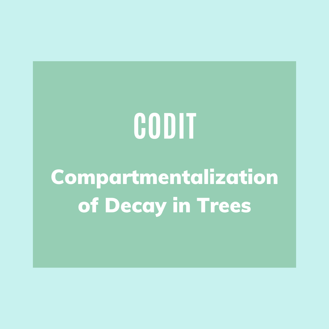 CODIT: How A Tree Saves Itself From Injury or Disease image.