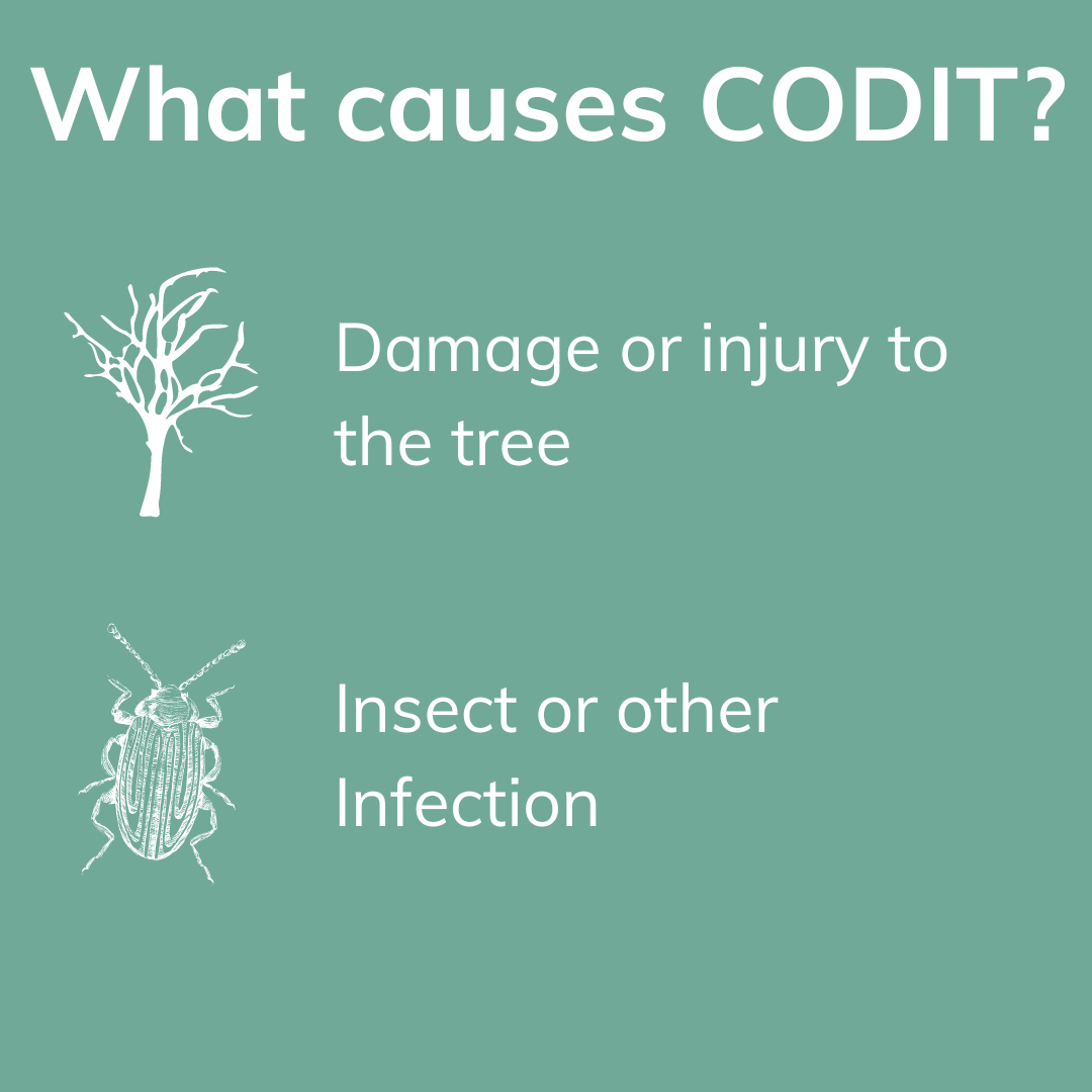 CODIT: How A Tree Saves Itself From Injury or Disease
