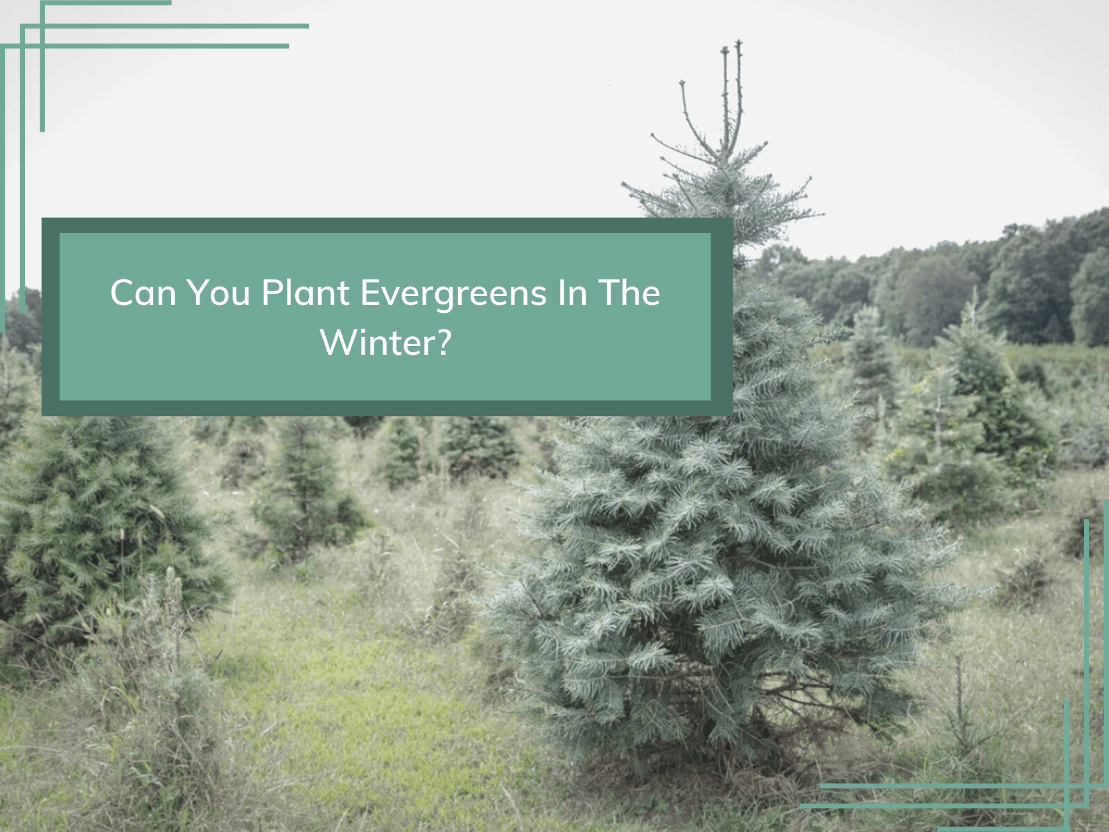 Can You Plant Trees In Winter? Setting The Record Straight