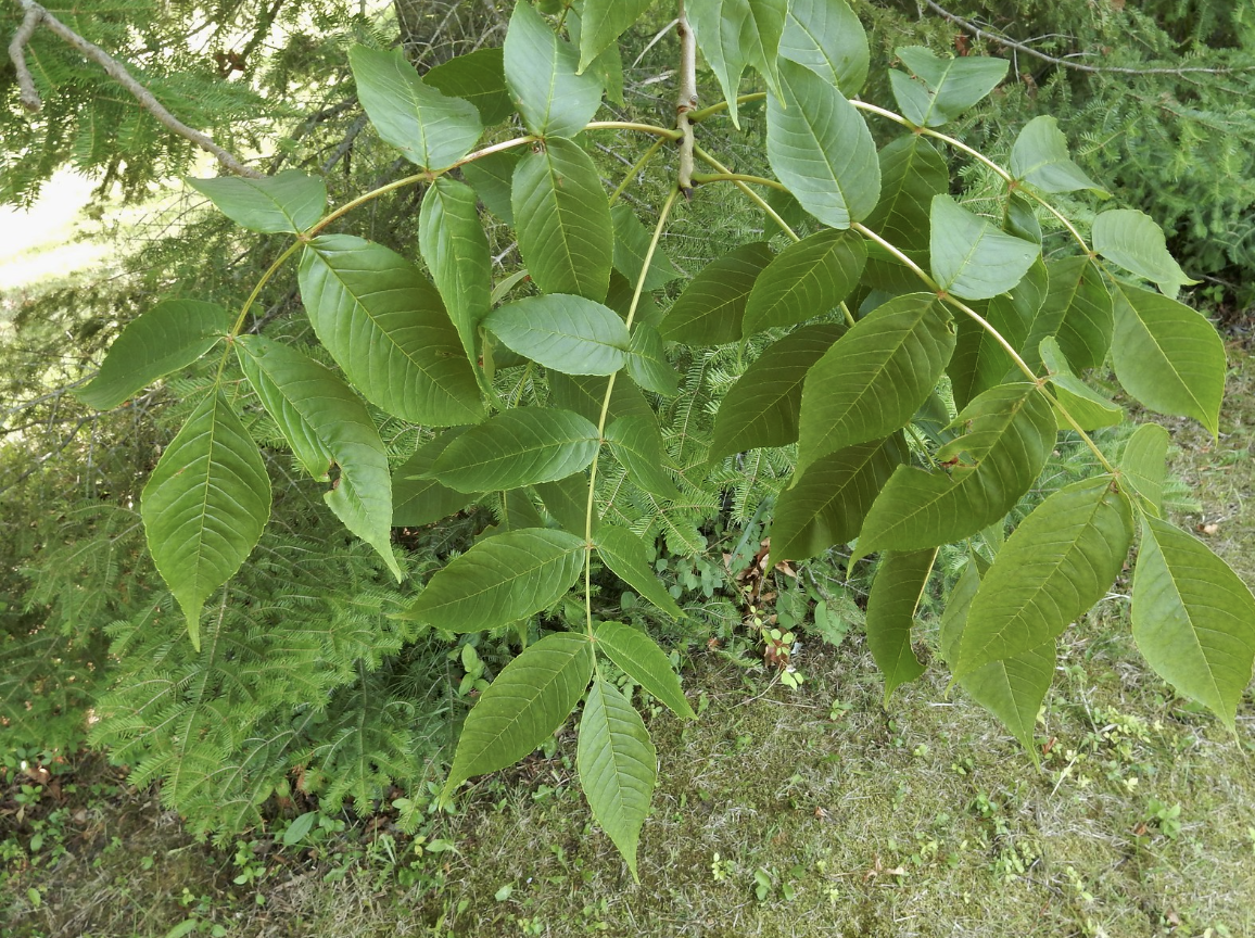 3 Best Types of Ash Trees In Massachusetts (To Admire or Grow)