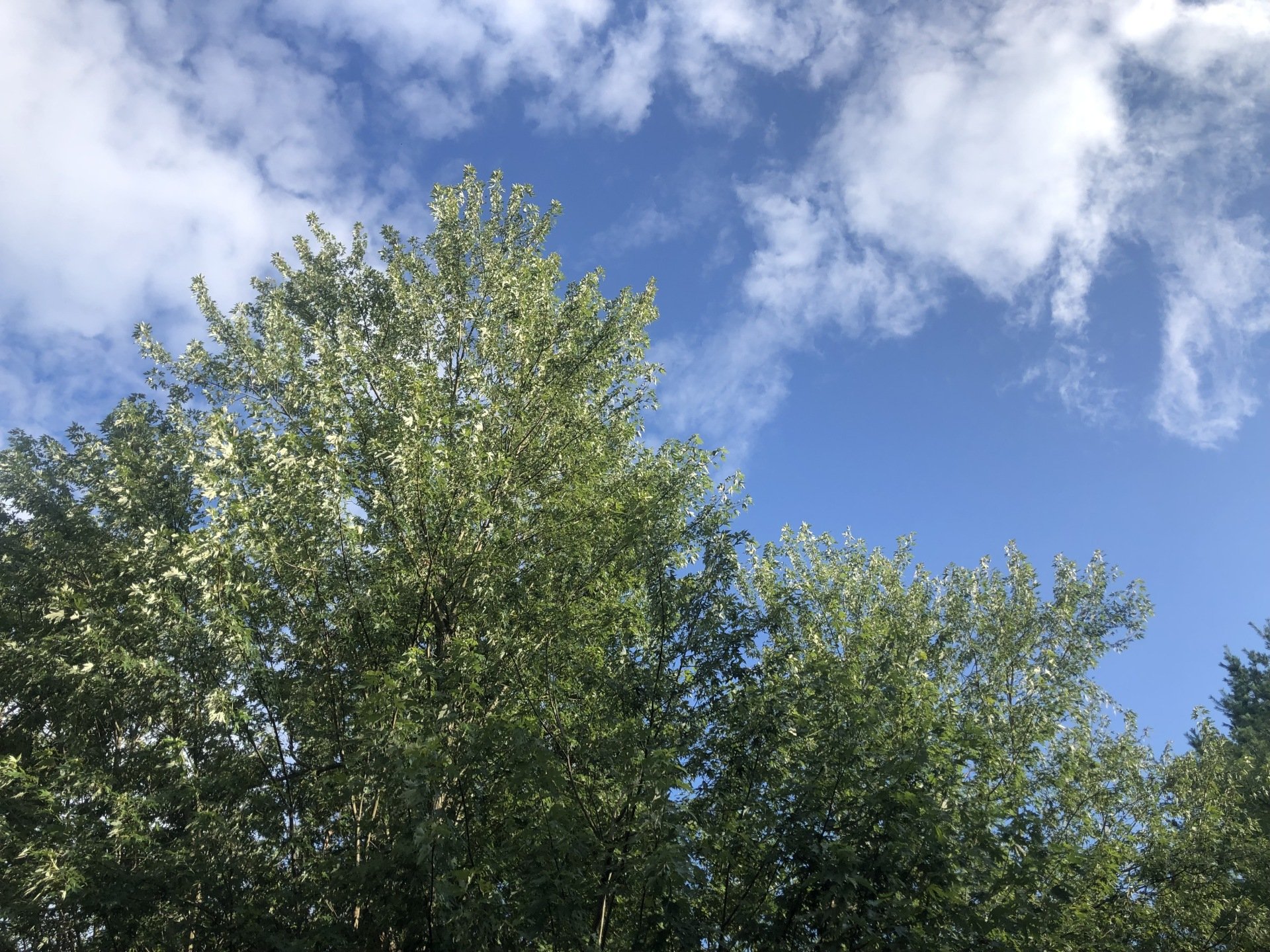 Rules For Planting Trees On Property Line Sweet New Earth