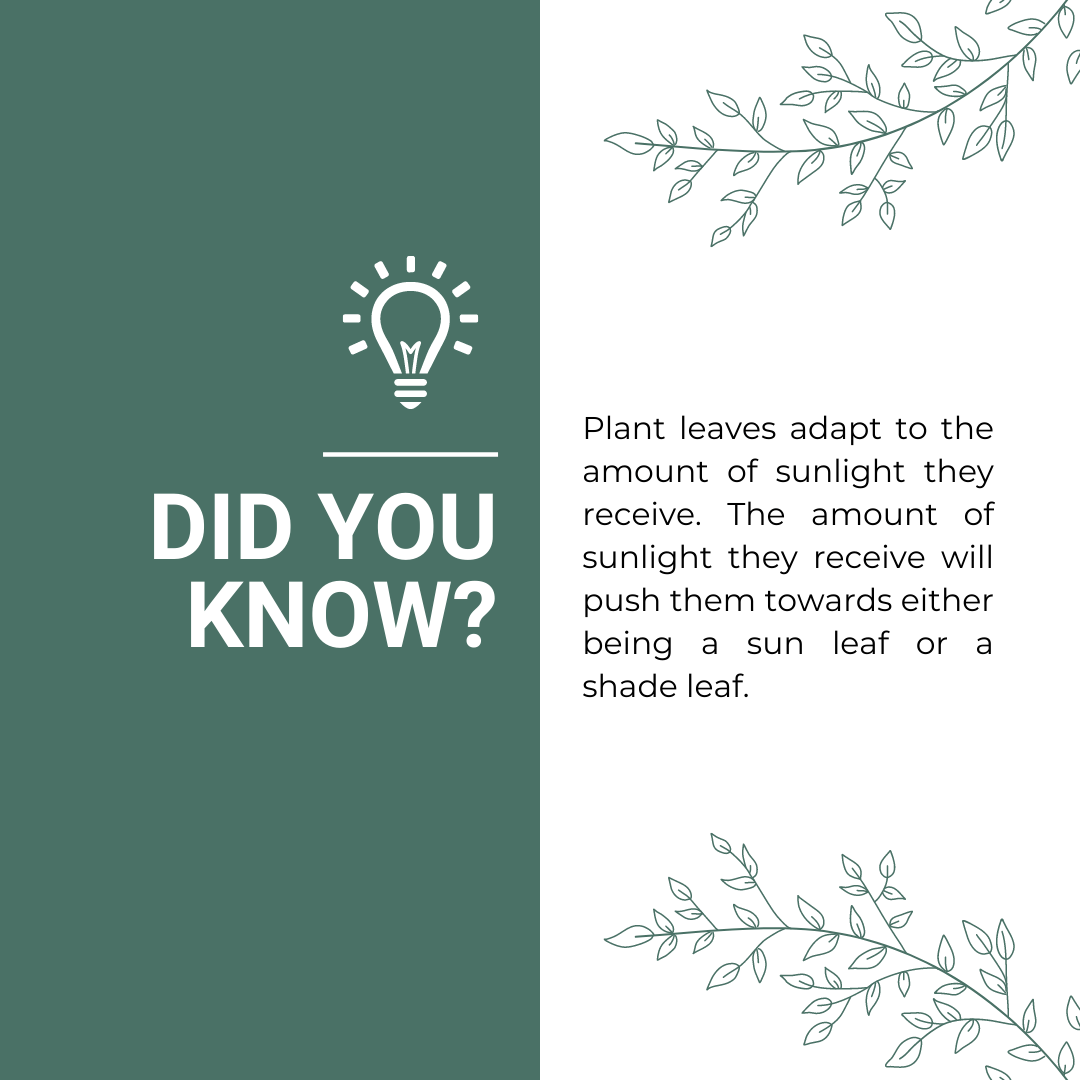 Sun Leaves Vs. Shade Leaves