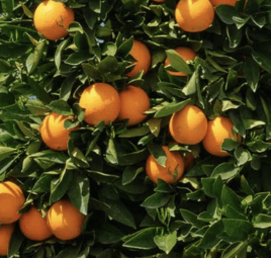 Navel Orange Tree Care