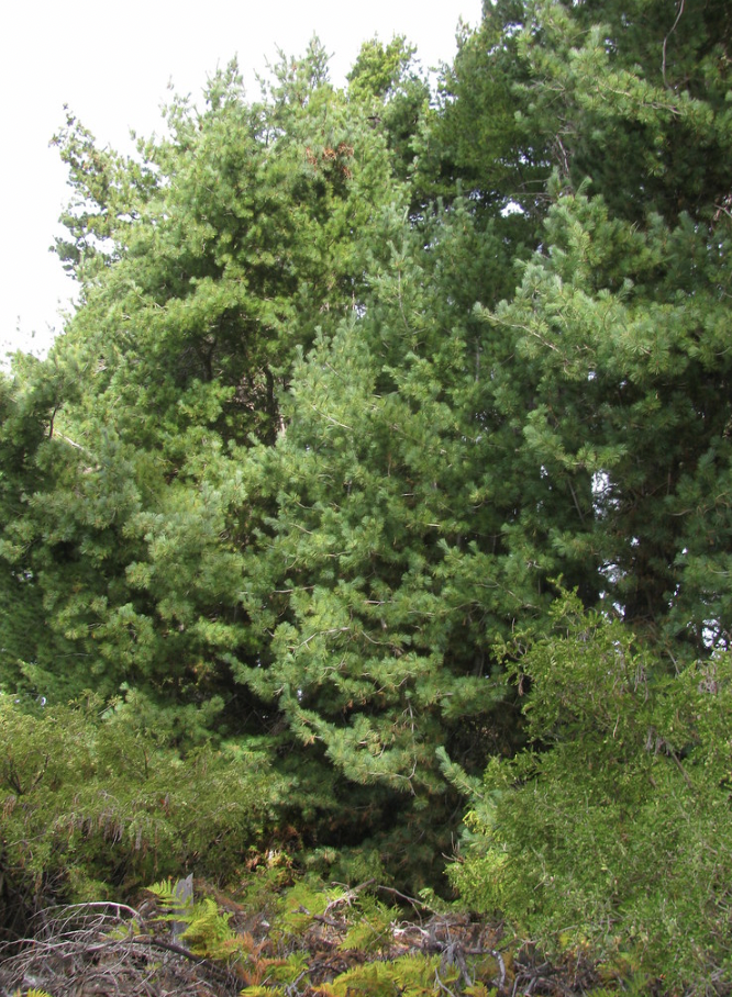 pine-trees-in-illinois-the-6-best-types-you-should-admire