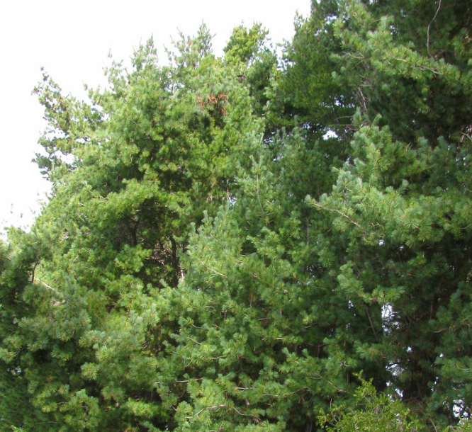 pine-trees-in-illinois-the-6-best-types-you-should-admire