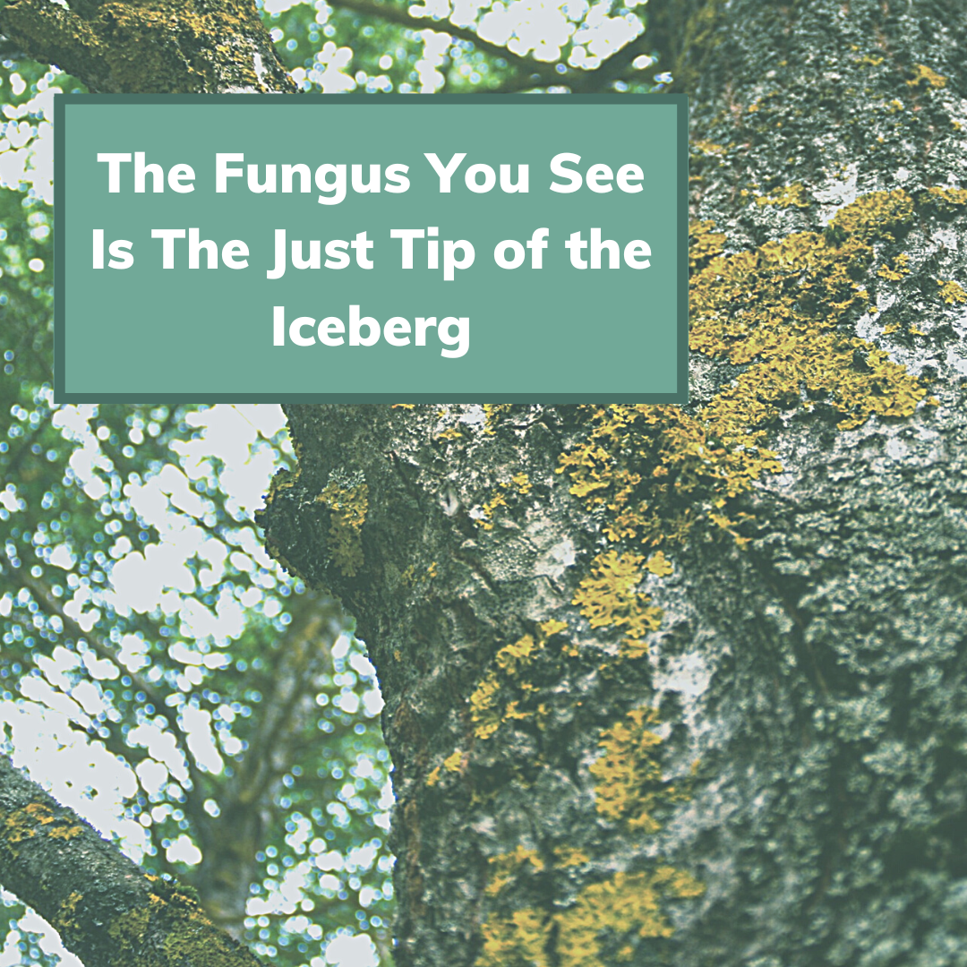 Why Do Tree Branches Die Trees In Decline