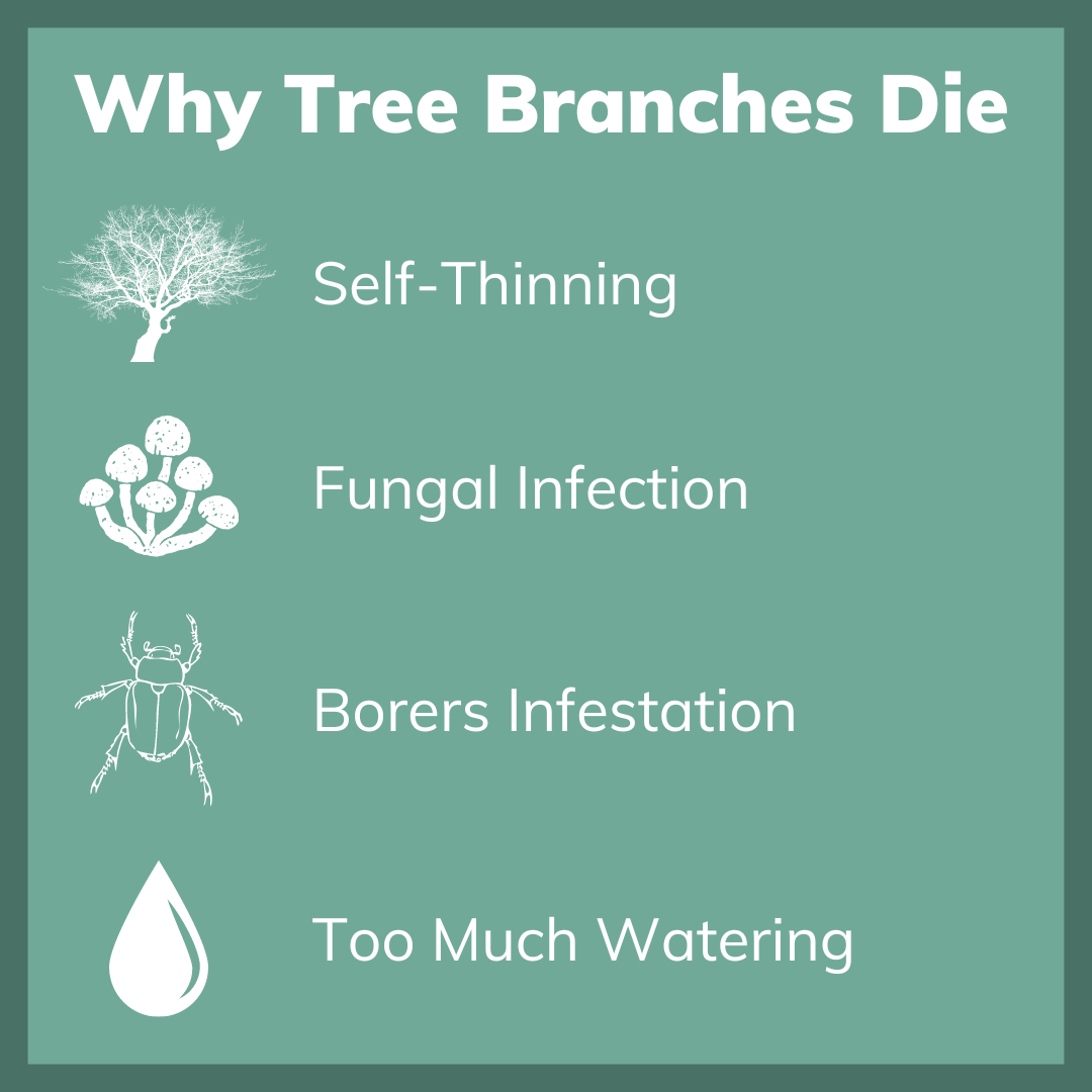Why Do Tree Branches Die Trees In Decline