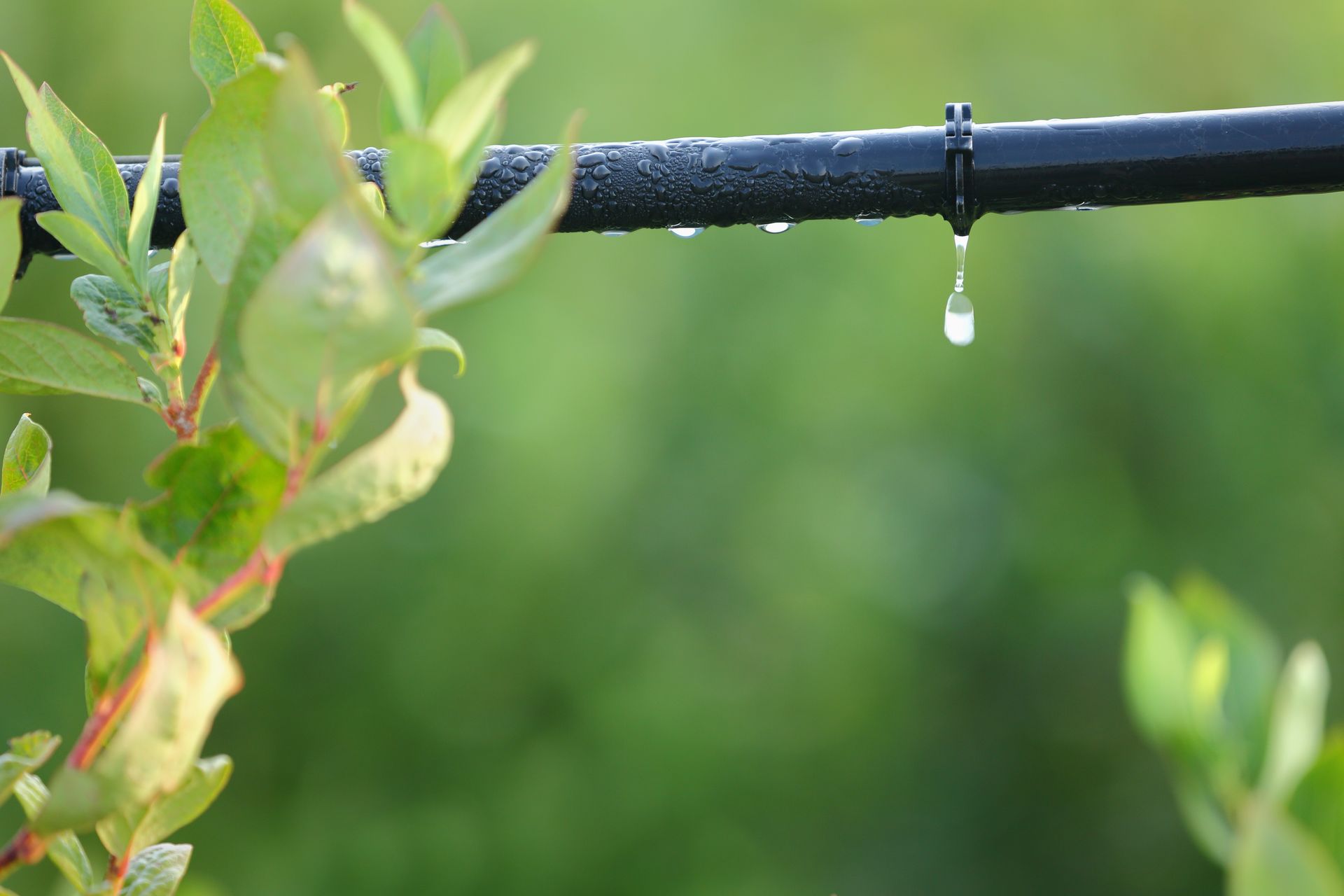 How Does Drip Irrigation Work?