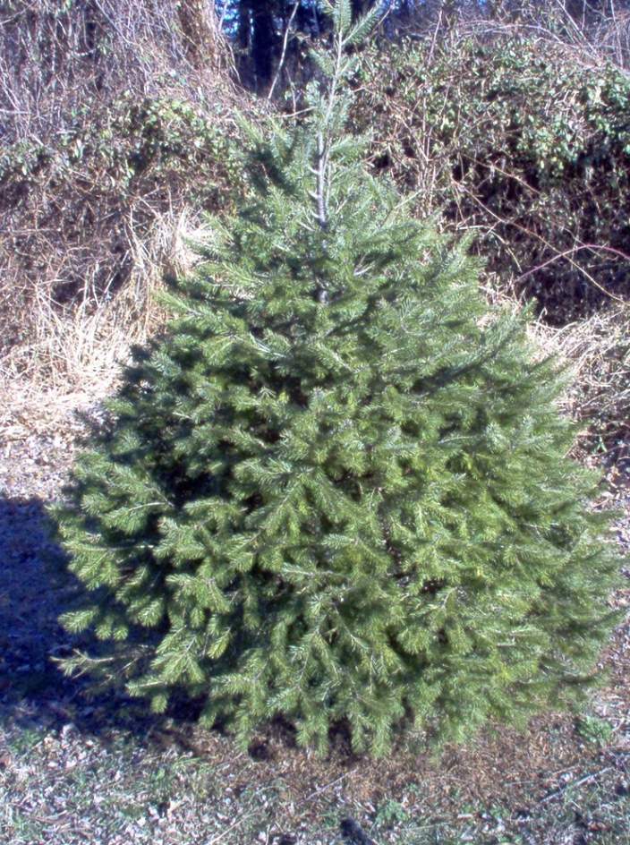 How Often Should Trees Be Trimmed? The Definitive Guide For Trees