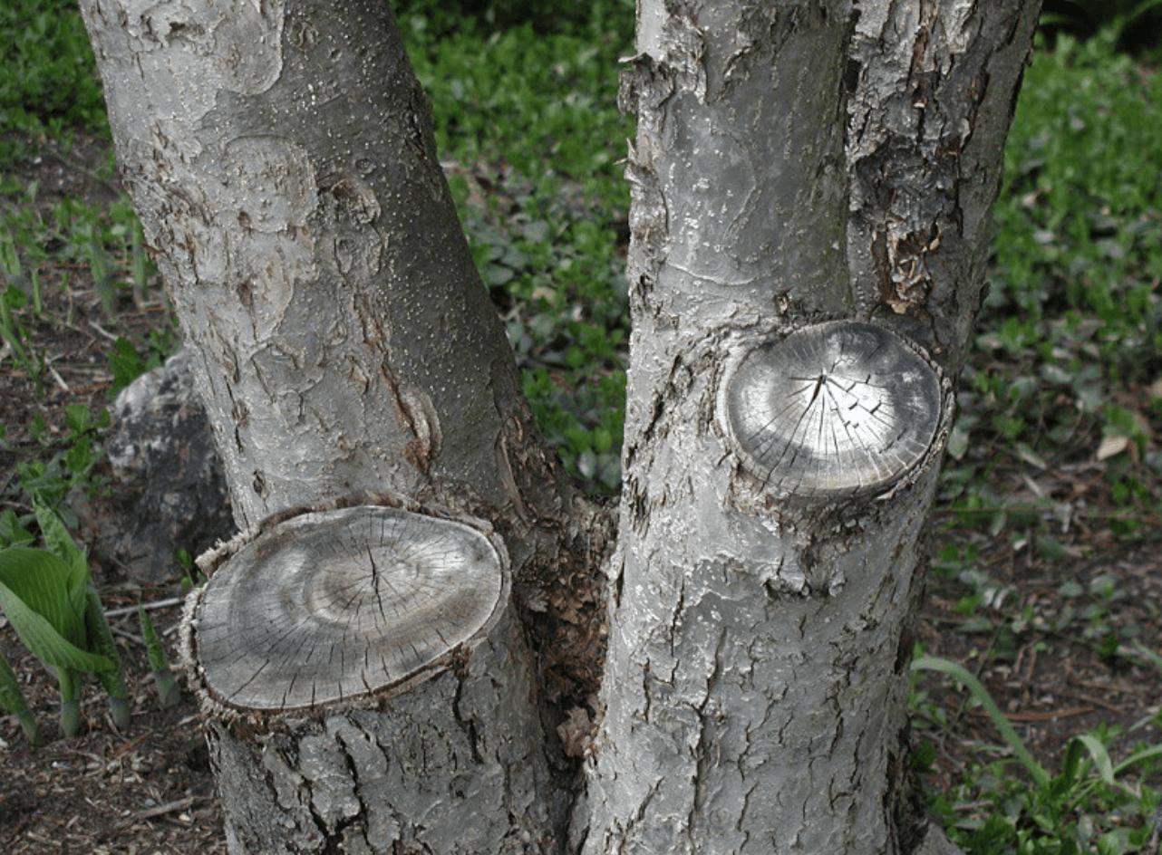 How Do You Seal A Tree Wound? Everything You Need To Know