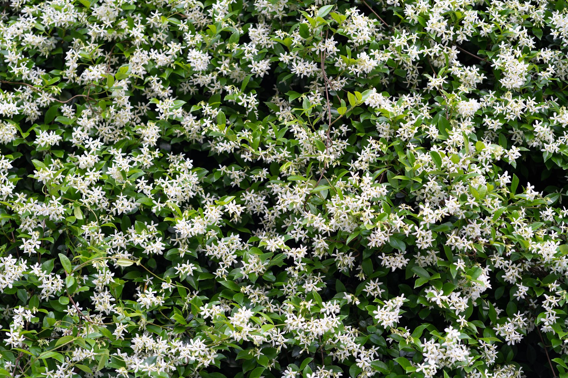 Jasmine Tree The Ultimate Plant Care Guide