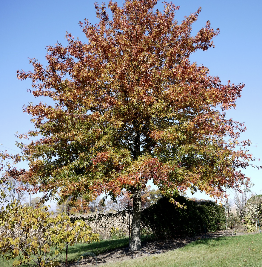 6 Best Types of Oak Trees In Massachusetts Plant, Grow, Admire