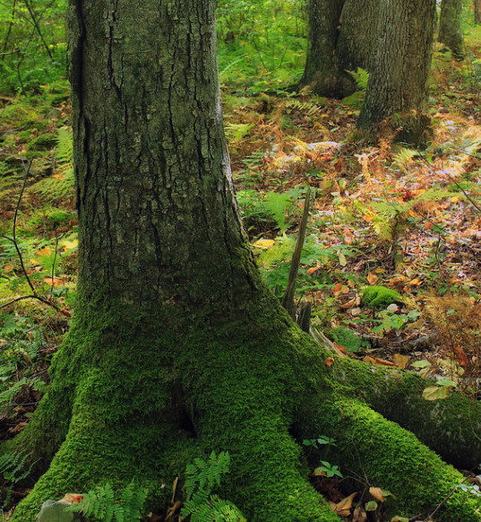 8 Best Birch Trees In Maine (To Plant Or Appreciate)