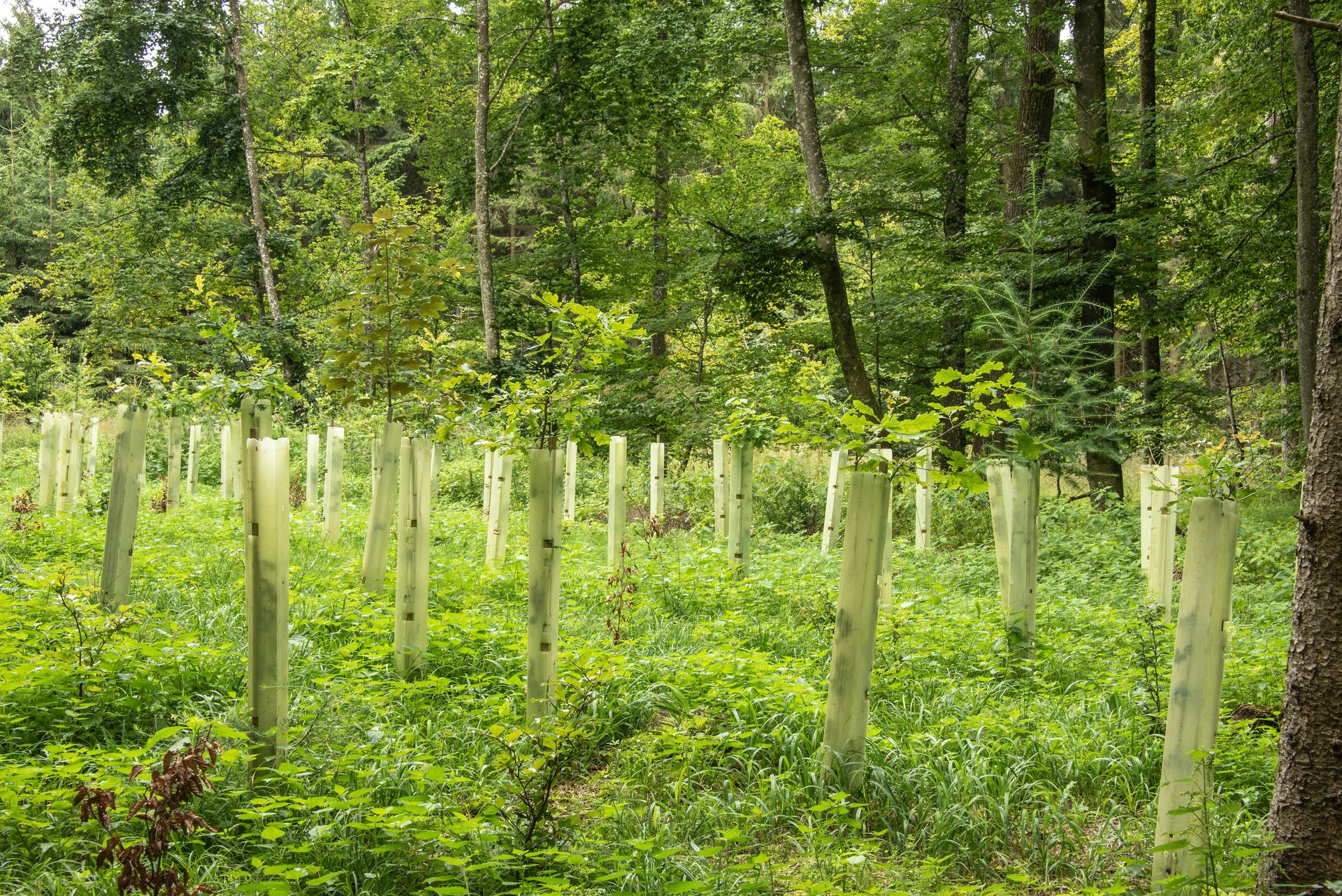 What Are Tree Shelters?