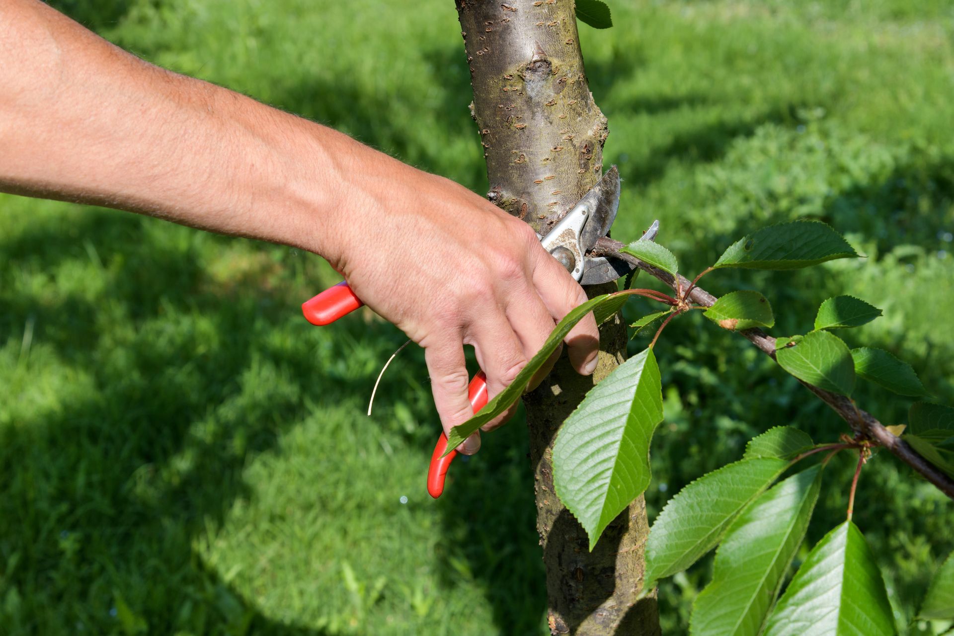 Should You Trim Lower Tree Branches?