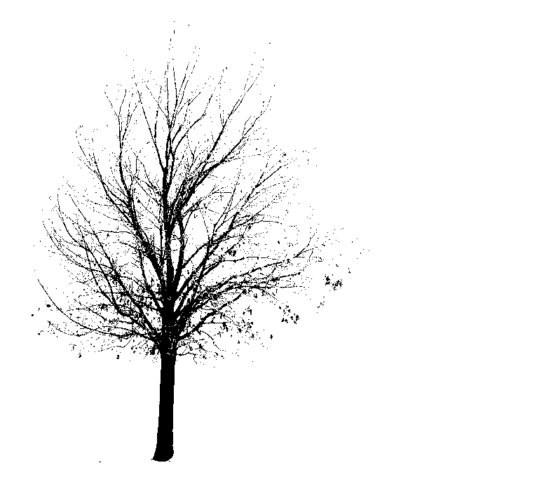 CODIT: How A Tree Saves Itself From Injury or Disease