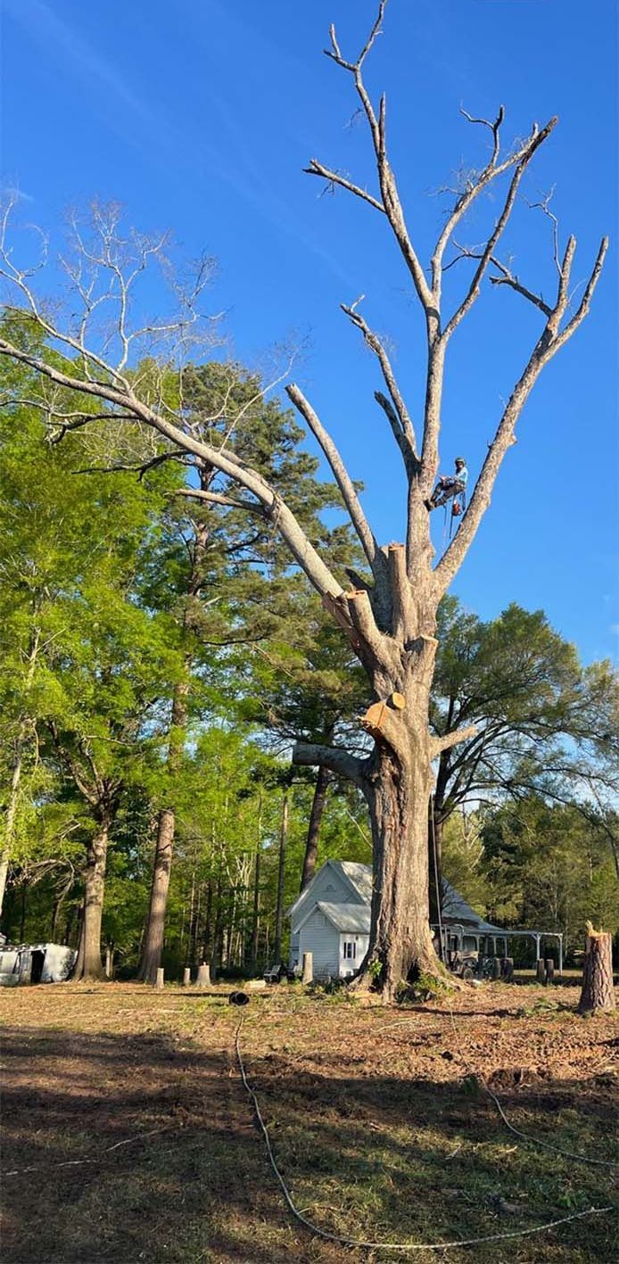 Leafless tree in a sunny yard with green trees and a blue sky in the background