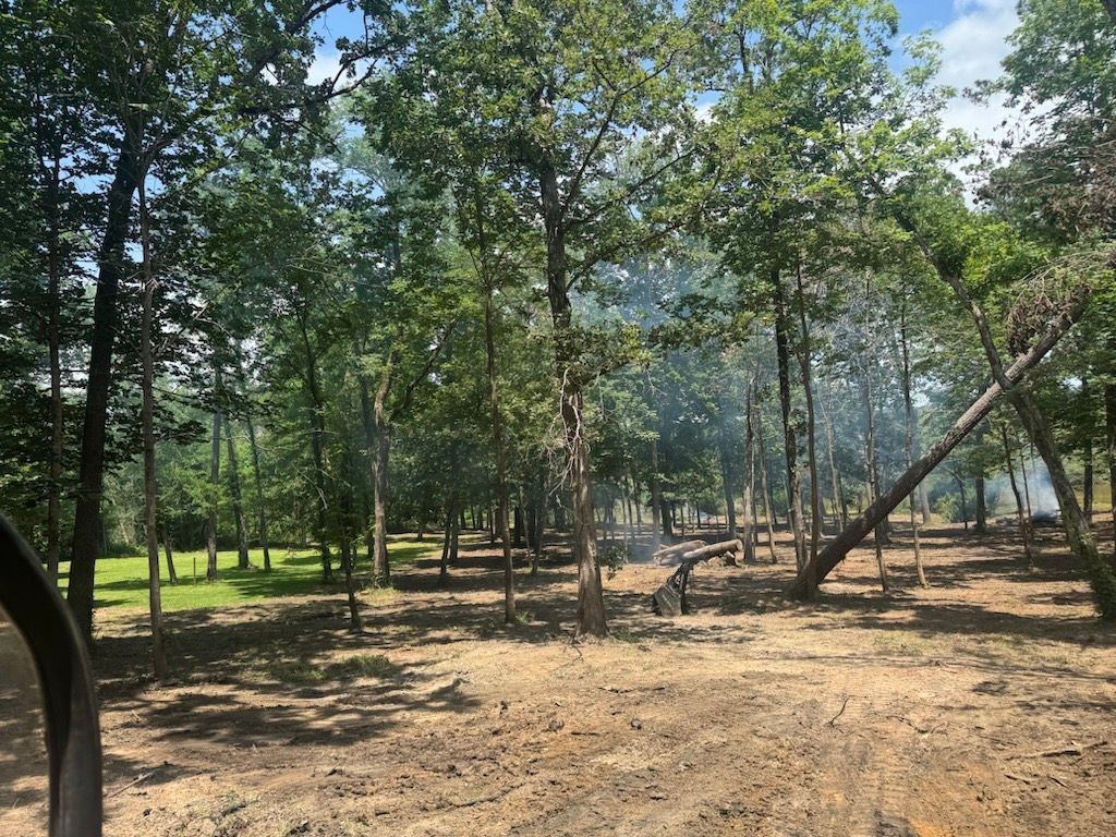 Sparse trees and dry ground in a sunlit wooded clearing