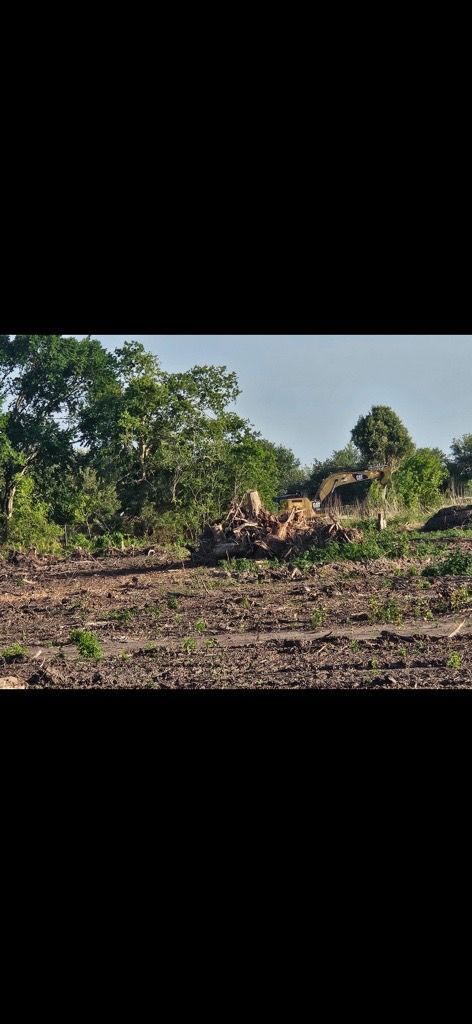 Cleared field with scattered logs and trees under a bright sky.