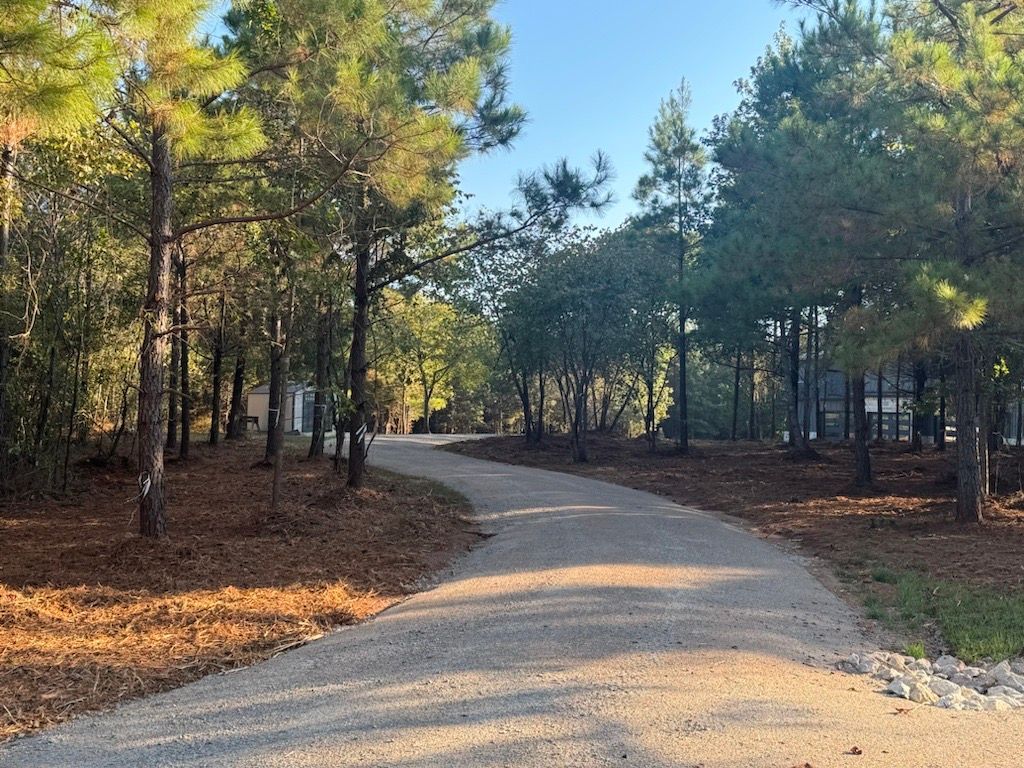 Winding gravel path through a sunlit pine forest with autumn leaves on the ground