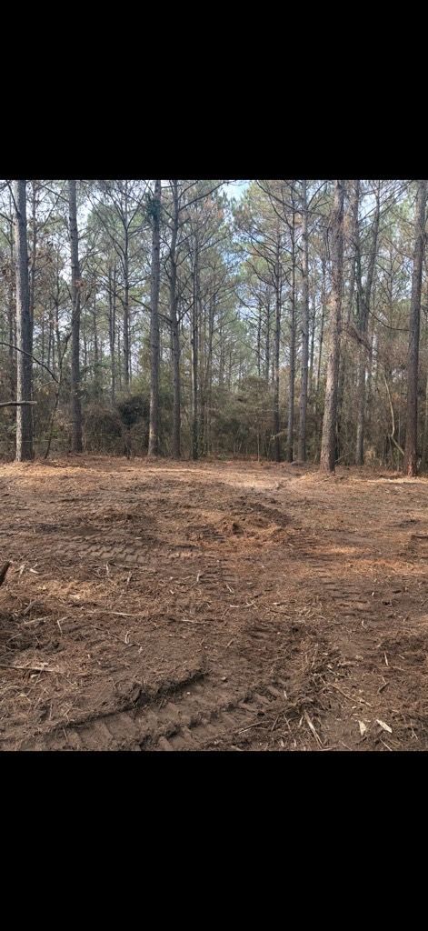 Bare forest clearing with brown dirt and leaf litter, surrounded by tall leafless trees