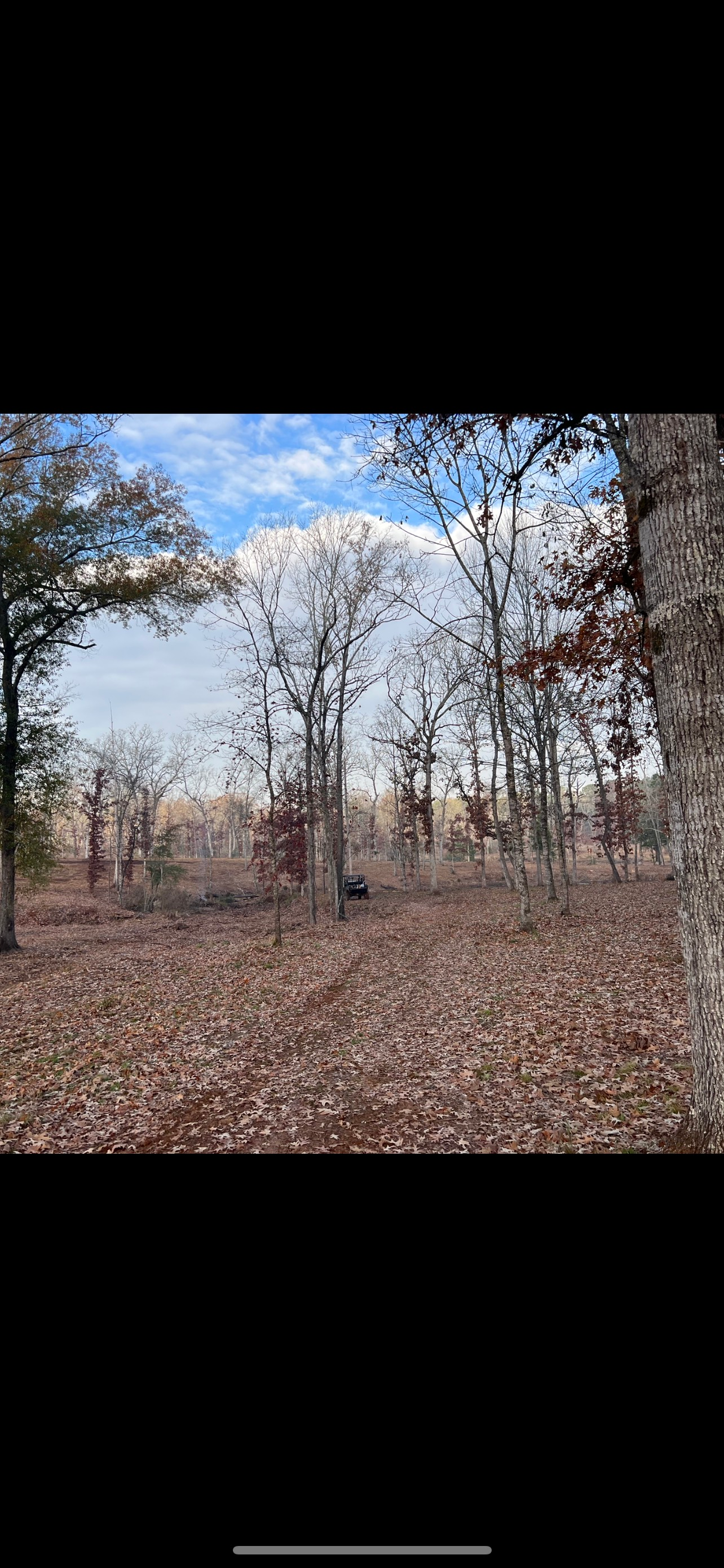 Leaf-covered forest clearing with bare trees under a partly cloudy blue sky
