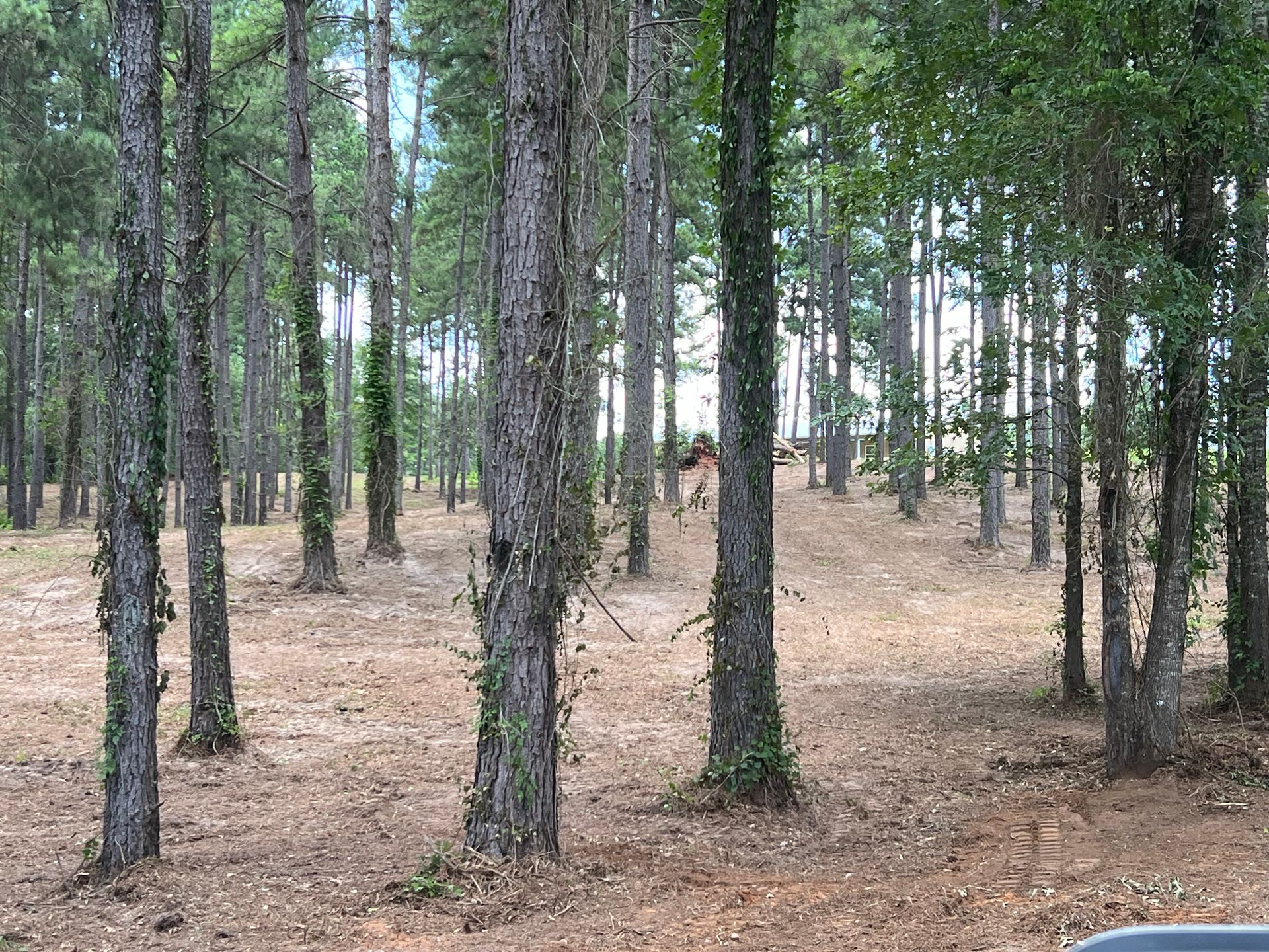 Sparse pine forest with tall trunks and dry, light-brown ground cover.