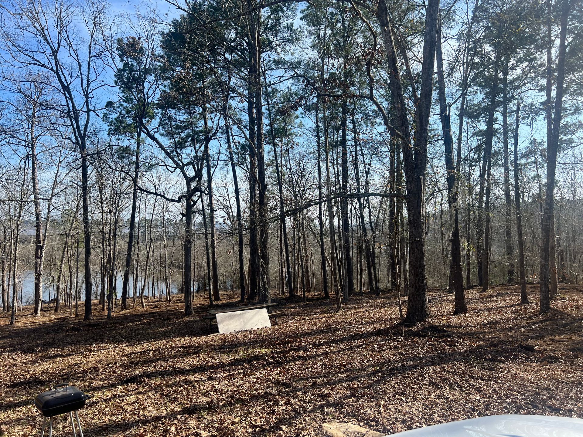 Leaf-covered wooded campsite with a picnic table, scattered trees, and a lake visible in the background