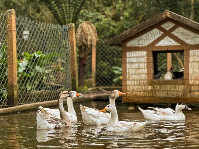 Seis gansos brancos nadando em um lago ao lado de uma pequena casinha de pato rústica e um cercado.