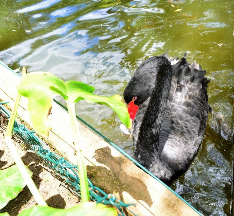 Cisne negro com bico vermelho nadando na margem de um lago com folhas verdes.