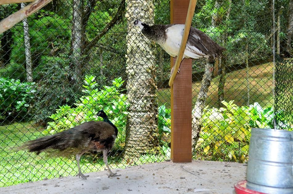 Duas aves escuras em um viveiro ao ar livre, uma no chão e outra empoleirada em um poste de madeira.