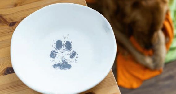 Ein weißer Teller mit einem Pfotenabdruck steht auf einem Holztisch neben einem Hund.