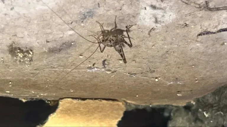 Small brown spider hanging on a rough rock surface near a dark crevice.