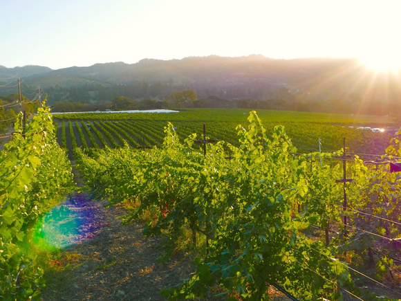 Sonoma County Landscape