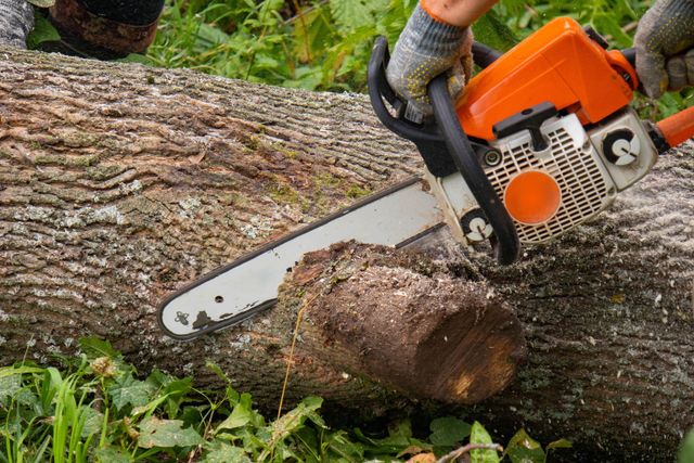 Chainsaw cutting through a fallen log