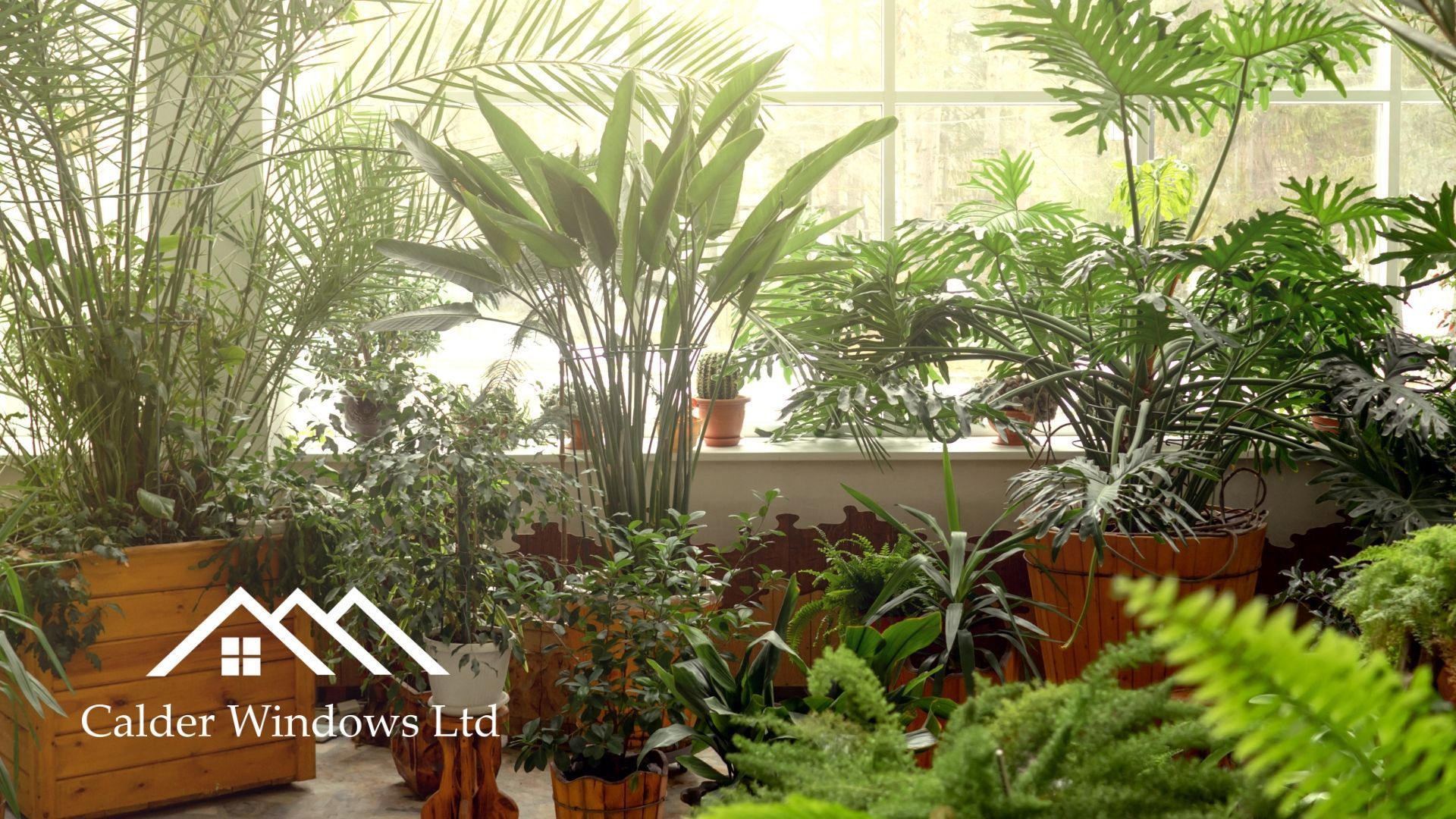 Sunlit indoor greenhouse with lush green plants and ferns by a window