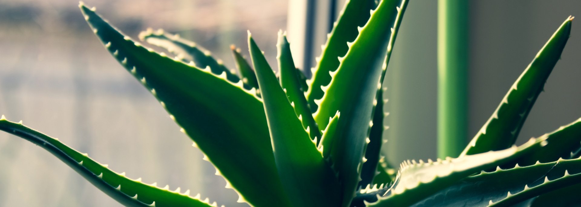 Close-up of a green aloe plant with serrated leaves in soft window light