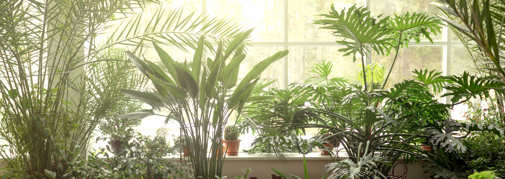 Sunlit indoor garden with lush green potted plants on a windowsill