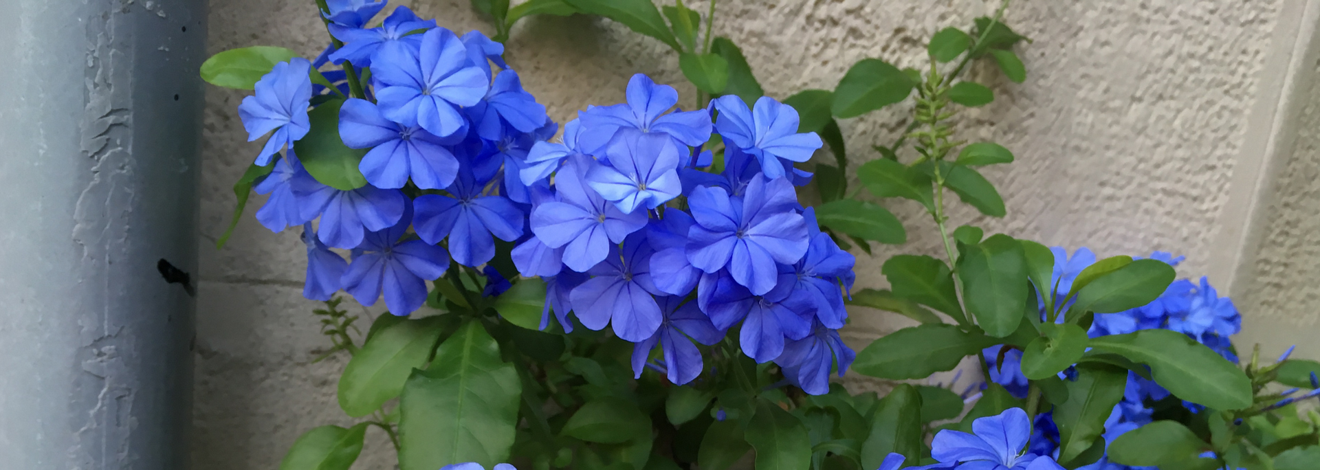 Blue hydrangea flowers blooming beside a beige wall