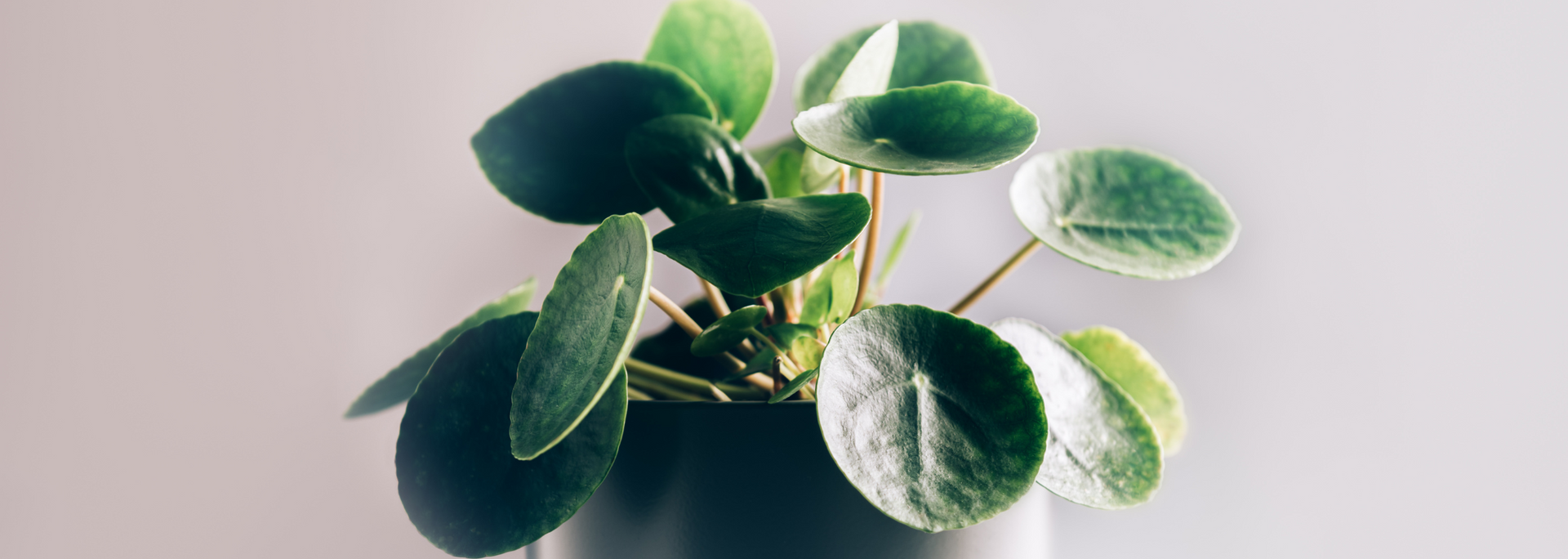 Potted green houseplant with round leaves against a light background