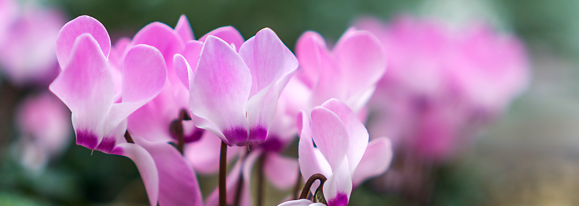 Pink cyclamen flowers in bloom against a soft blurred garden background