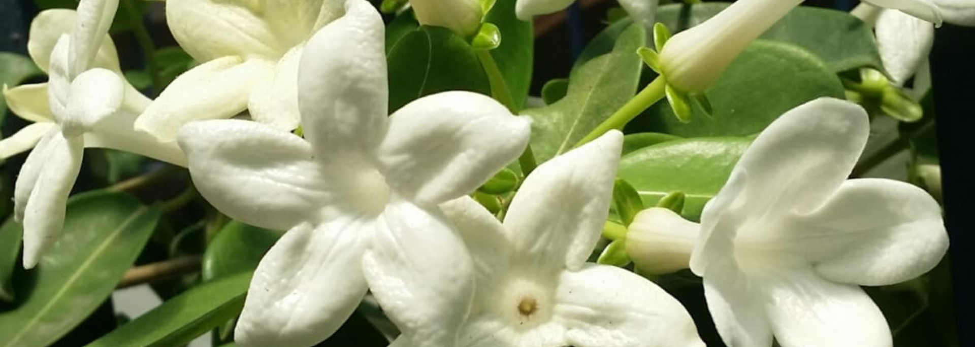 Close-up of white jasmine flowers with green leaves