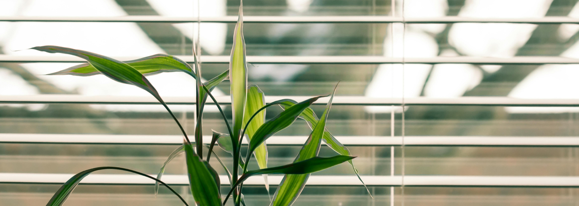 Picture of a plant next to a window. 