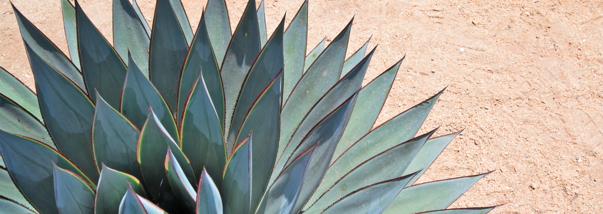 Close-up of a blue-green succulent with pointed leaves against a sandy beige background