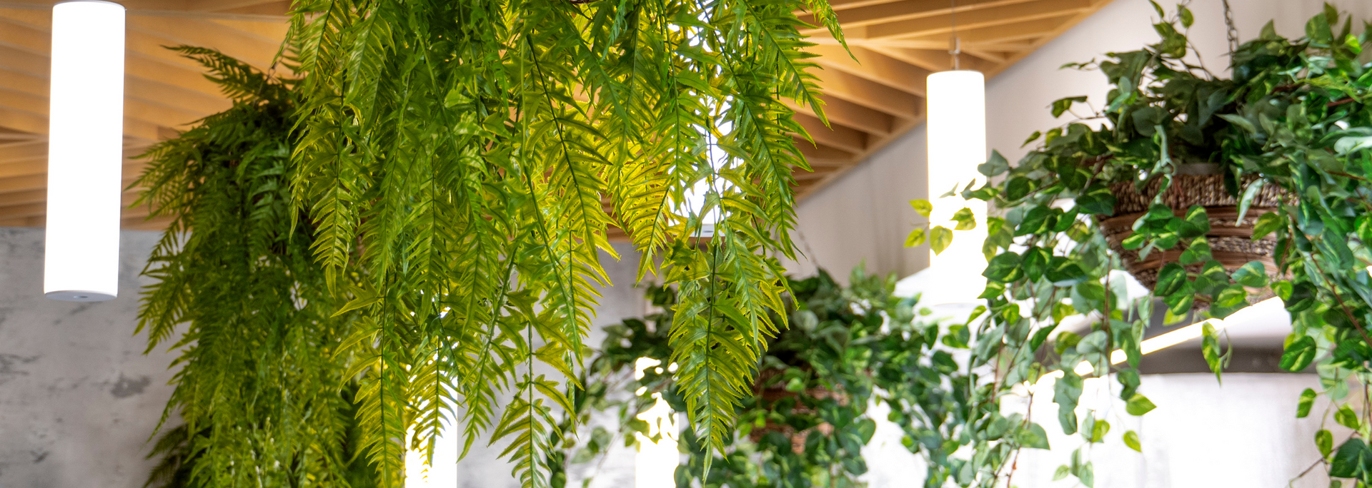 Indoor hanging ferns and trailing green plants beneath a wooden ceiling