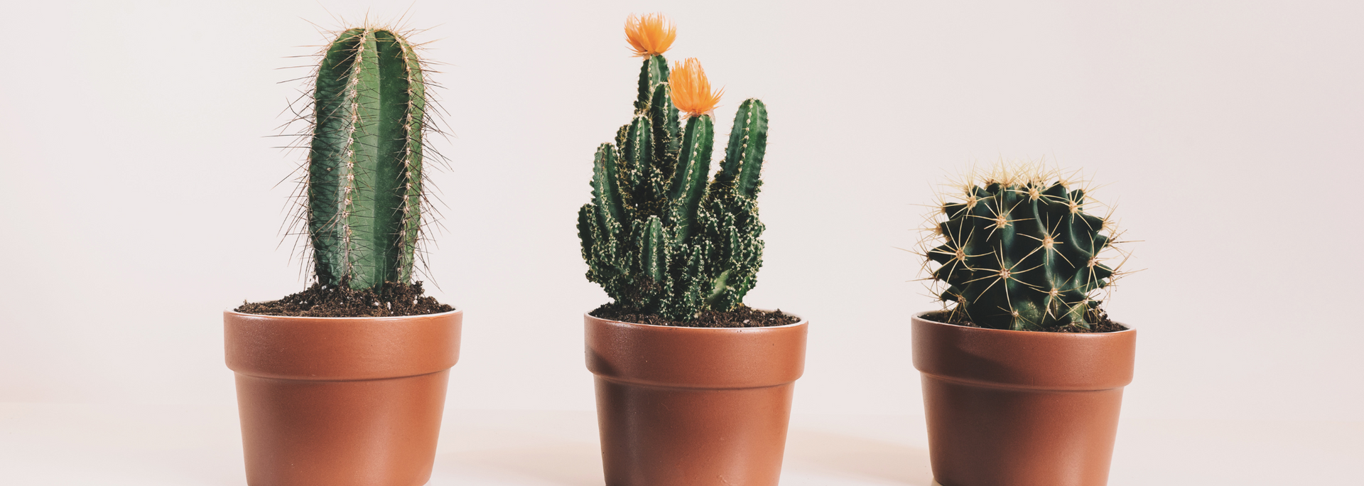 Three potted cacti and succulents on a white shelf against a pale wall.