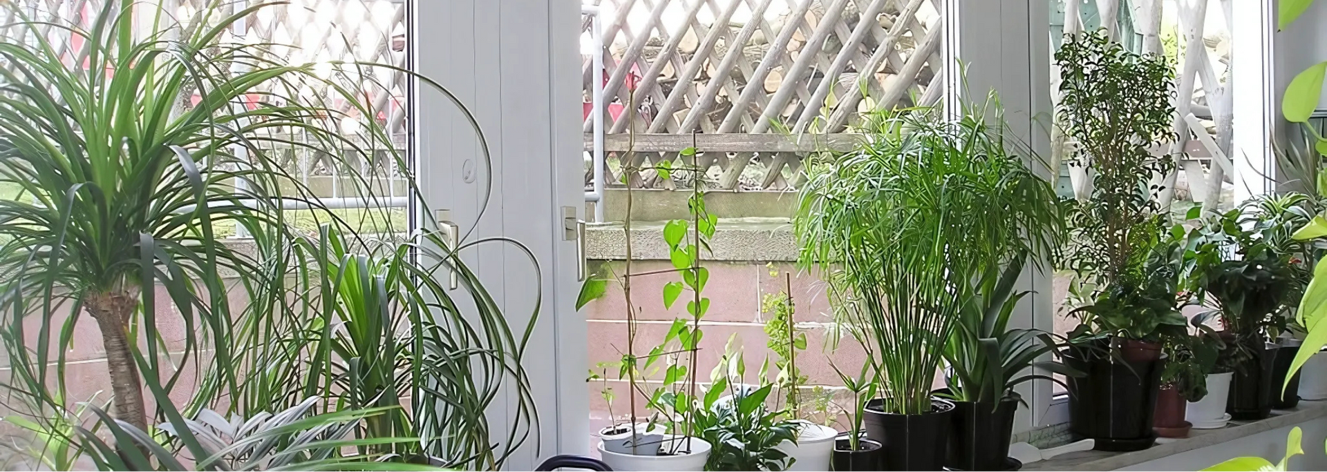 Potted green houseplants lined up on a patio or balcony by a white lattice fence