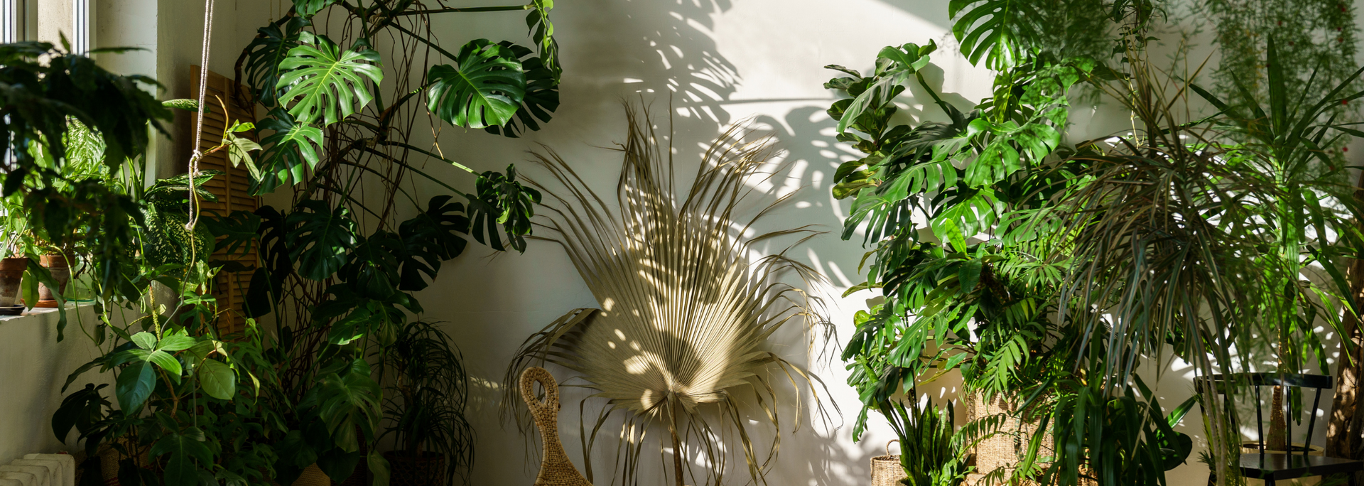 Indoor wall with lush green houseplants surrounding a white Buddha head sculpture and trailing vines