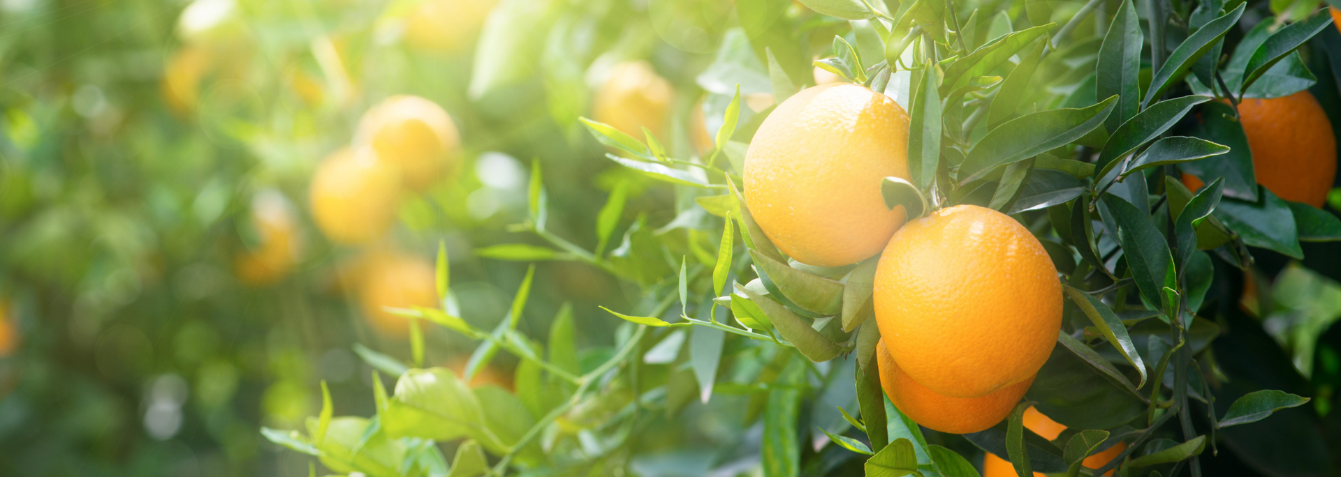 Ripe oranges hanging on a leafy tree in sunlight